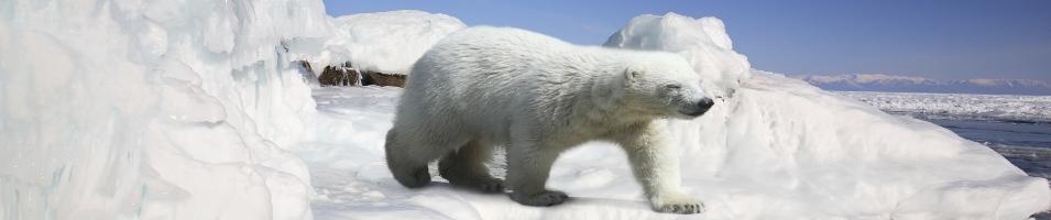 Polar Bear